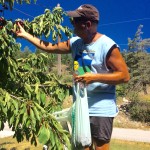 Jim the Cherry Picker