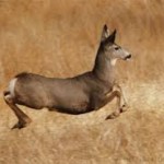 Meat - Mule Deer