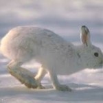 Meat - Snowshoe Hare
