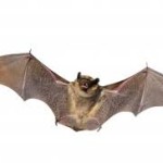 Mur - Bats